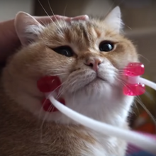 Cat Massage Relaxer